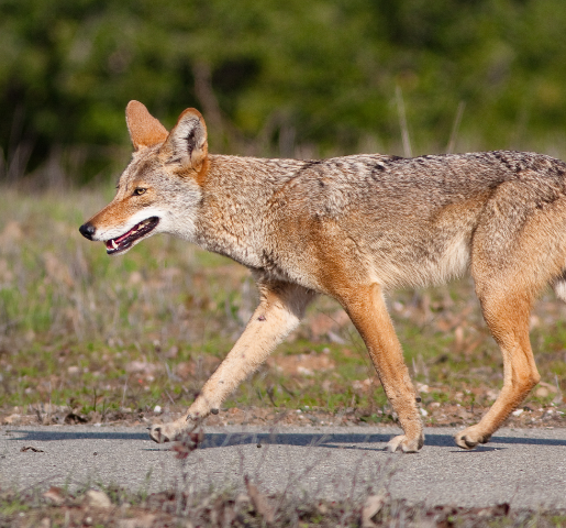coyote photos