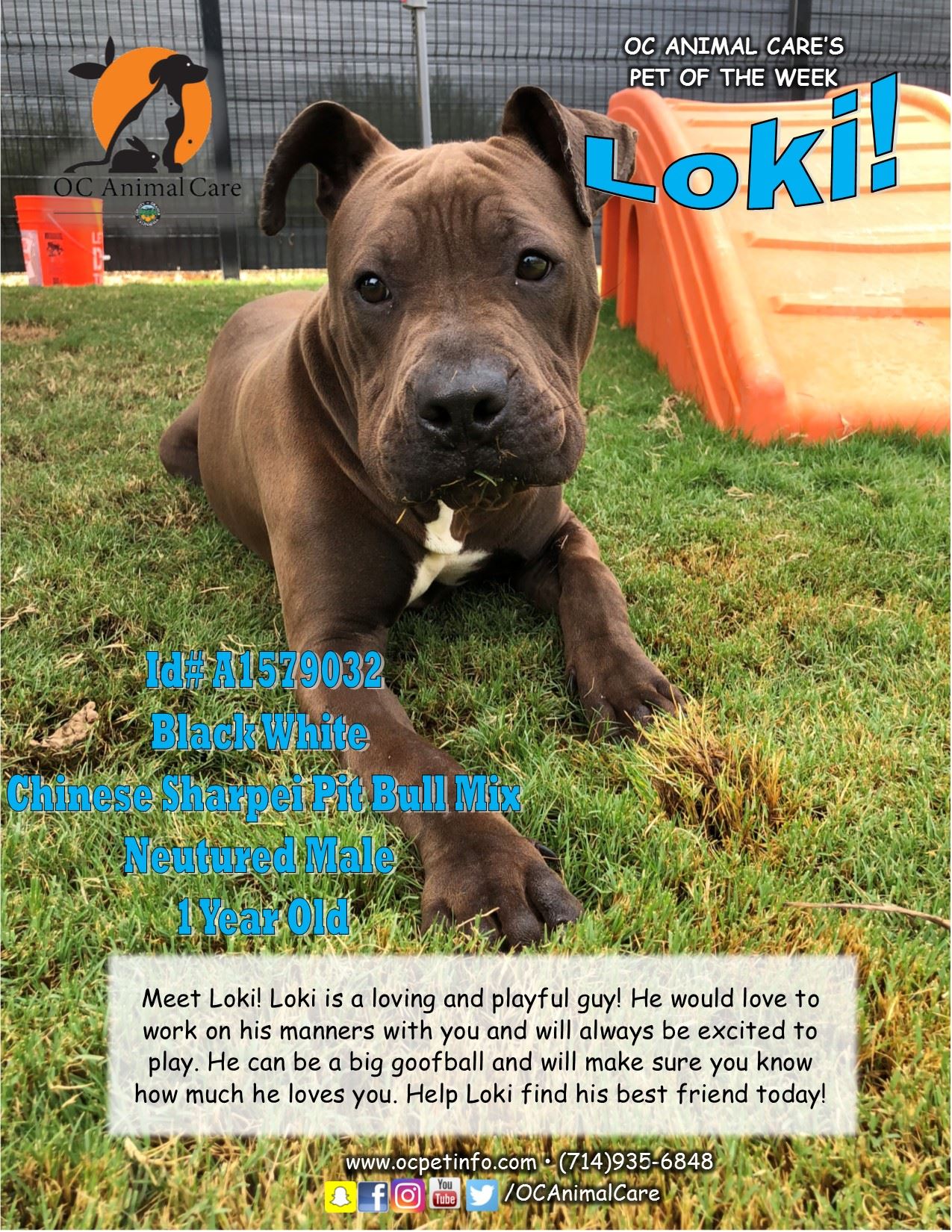 Loki 9.6.18