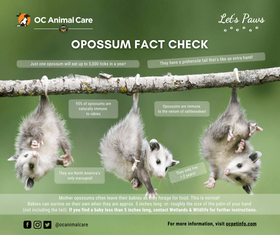 Opossum Fact Check 5-2021